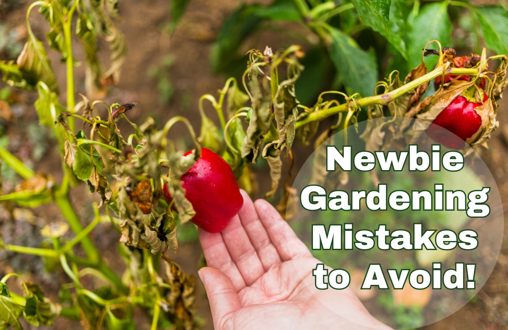 A wilted pepper plant with a hand holding a small red pepper and the text &ldquo;Newbie Gardening Mistakes to Avoid&rdquo;