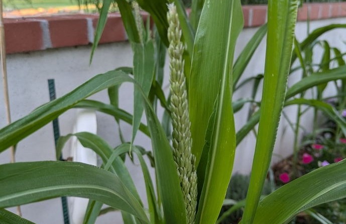 Zea mays corn growing in Samm&rsquo;s garden